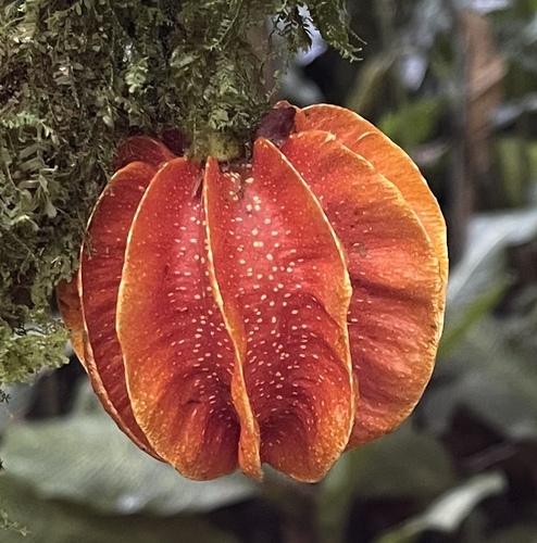 Carpotroche platyptera (Carpotroche platyptera)