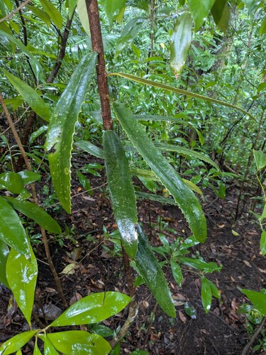 Brexia madagascariensis (Brexia madagascariensis)