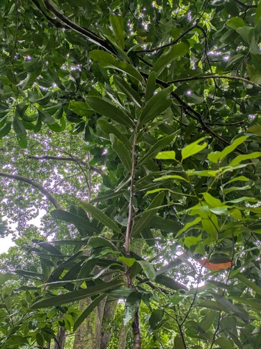 Brexia madagascariensis, photograph 6