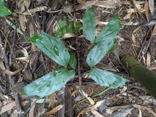 Caryota mitis observed 2025-12-11
