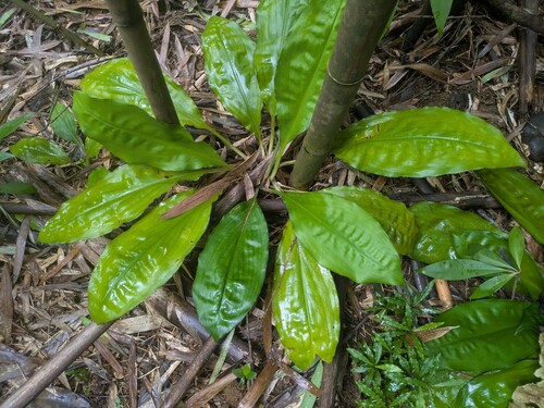 Loko Toawombi (Palisota bracteosa)