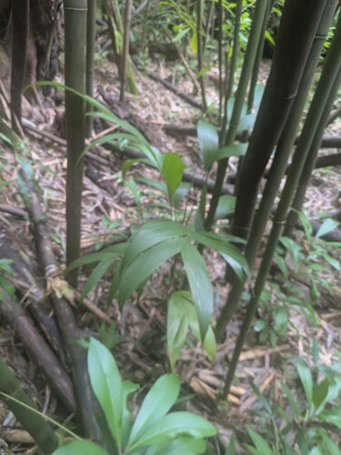 Phyllostachys nigra, photograph 3