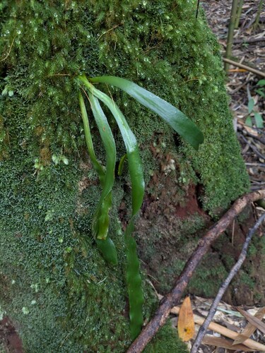 Ophioderma falcatum observed 2025-12-11