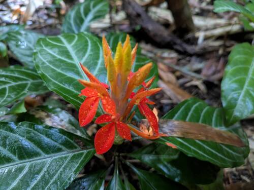 Aphelandra aurantiaca, photograph 6