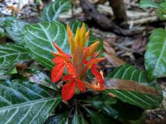 Aphelandra aurantiaca, photograph (c) Kevin Faccenda, some rights reserved (CC BY)