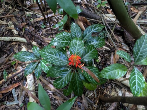 Aphelandra aurantiaca observed 2025-12-11