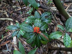 (c) Kevin Faccenda, some rights reserved (CC BY) Aphelandra aurantiaca, photograph (c) Kevin Faccenda, some rights reserved (CC BY)