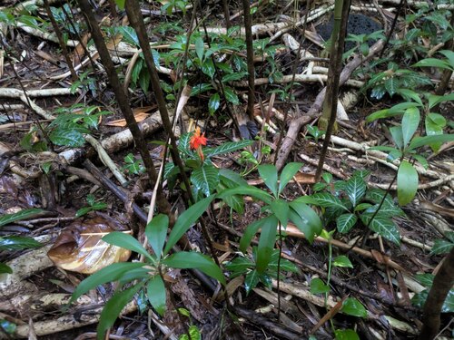 Aphelandra aurantiaca, photograph 5