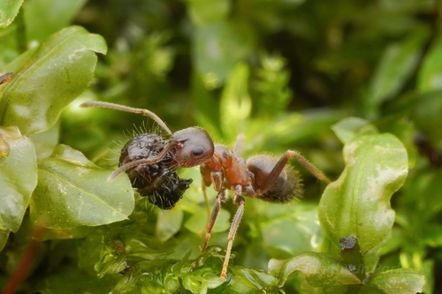 Lasius coloratusLasius coloratus