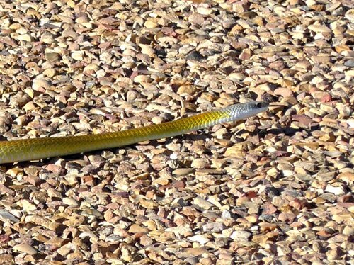 Common Tree Snake sighting
