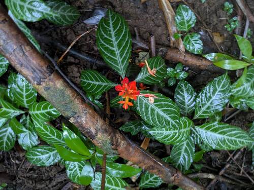 Aphelandra aurantiaca observed 2025-12-11