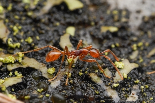 Aenictus vietiAenictus vieti