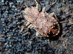 Syrphetodes marginatus