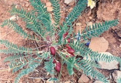 Astragalus wolgensis