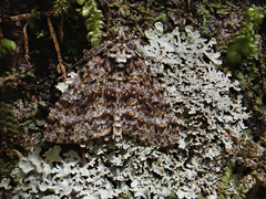 Pseudocoremia monacha