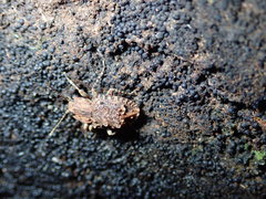 Syrphetodes marginatus