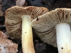 Inocybe albodisca
