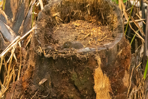 Mentawai Three-striped Squirrel
