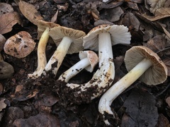 Inocybe albodisca