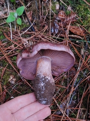 Cortinarius glaucopus