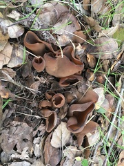 Otidea alutacea