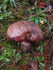 Cortinarius glaucopus