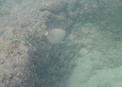 Acanthurus leucopareius
