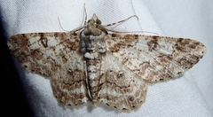 Cleora alienaria