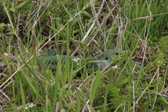 Lacerta diplochondrodes cariensis