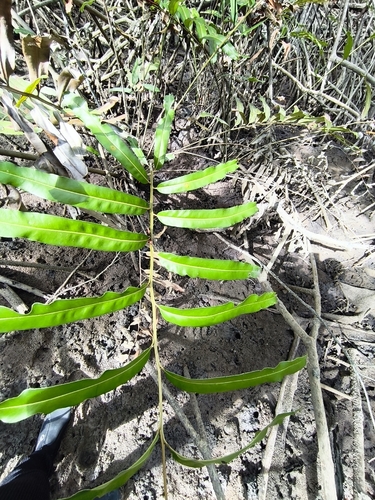 Golden Leather Fern