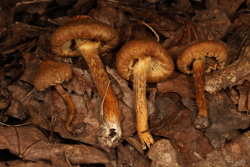 Inocybe sp. from Caribbean — small brown fibrous-capped mushroom characteristic of Inocybe cubensis found in disturbed soils