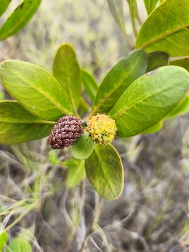 Green Buttonwood