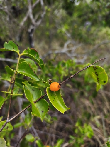 Mouriri guianensis