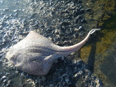 Leucoraja erinaceus