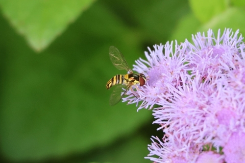 Unknown species found near Isles Of Sugar Mill, New Smyrna Beach, FL 32168, USA