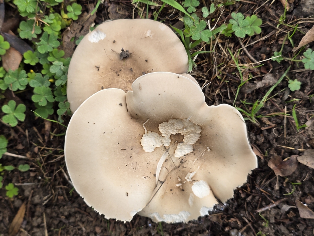 Collybia brunneocephala · December 2025 · photo: © dankillam (iNaturalist, cc0)
