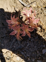 Alstroemeria garaventae