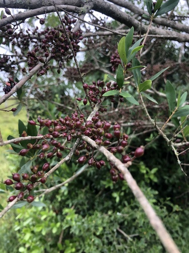 Myrrhinium atropurpureum