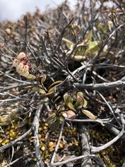 Gaultheria colensoi