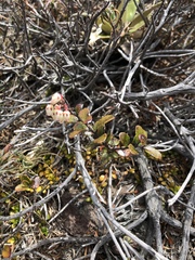 Gaultheria colensoi