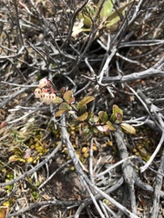 Gaultheria colensoi