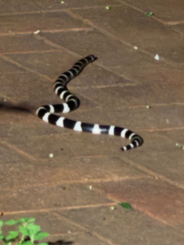 Eastern Bandy Bandy sighting