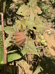Hibiscus hispidissimus