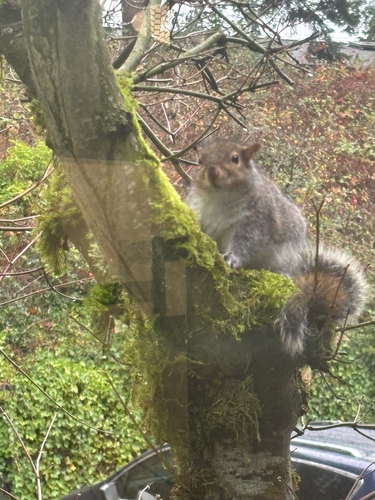 Eastern Gray Squirrel