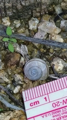 Sonorella allynsmithi