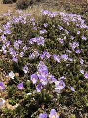 Veronica hookeriana