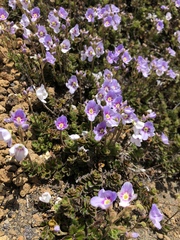Veronica hookeriana
