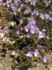 Veronica hookeriana