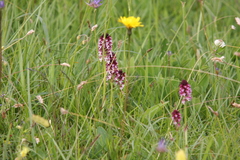 Neotinea ustulata ustulata