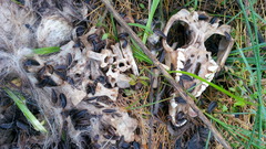 Necrophila americana